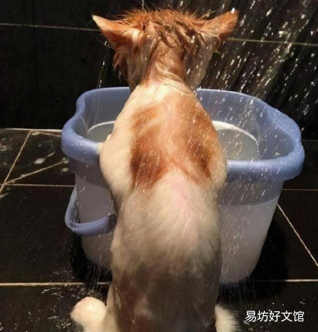 猫多长时间洗一次澡(猫多长时间洗一次澡合适)