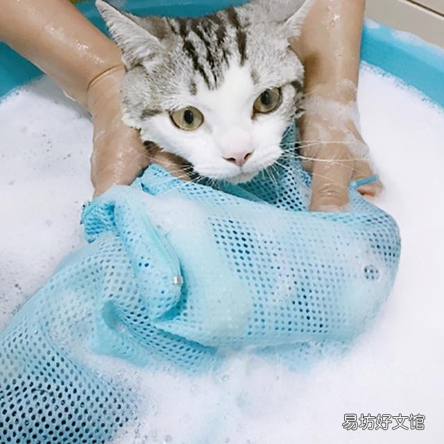 猫多长时间洗一次澡(猫多长时间洗一次澡合适)