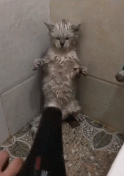 猫多长时间洗一次澡(猫多长时间洗一次澡合适)