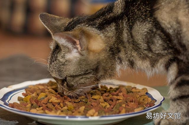 猫多长时间洗一次澡(猫多长时间洗一次澡合适)