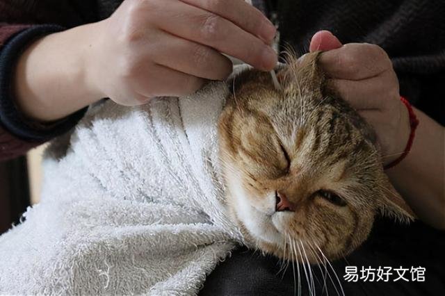 猫多长时间洗一次澡(猫多长时间洗一次澡合适)