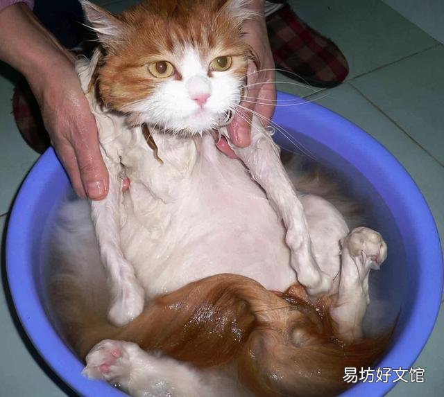 猫多长时间洗一次澡(猫多长时间洗一次澡合适)