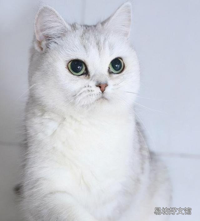 猫多长时间洗一次澡(猫多长时间洗一次澡合适)