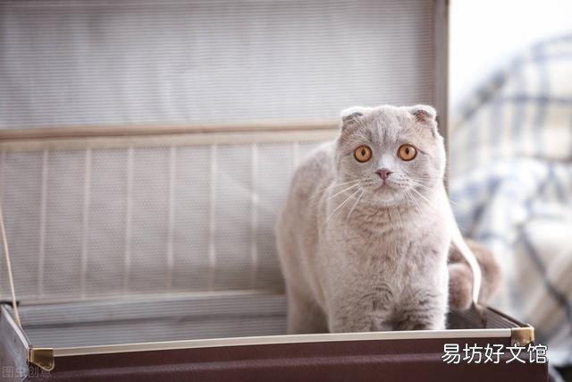 高铁能带猫吗(高铁是否可以带猫)