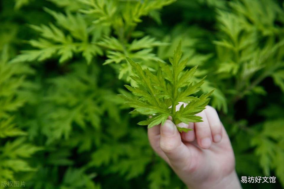 艾草水洗澡和泡澡对于身体有哪些方面的好处 艾叶泡澡