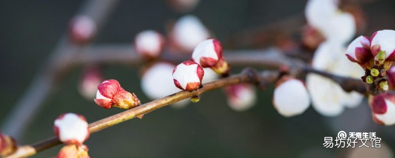 赣州市春季赏花去哪里赣州春季赏花攻略