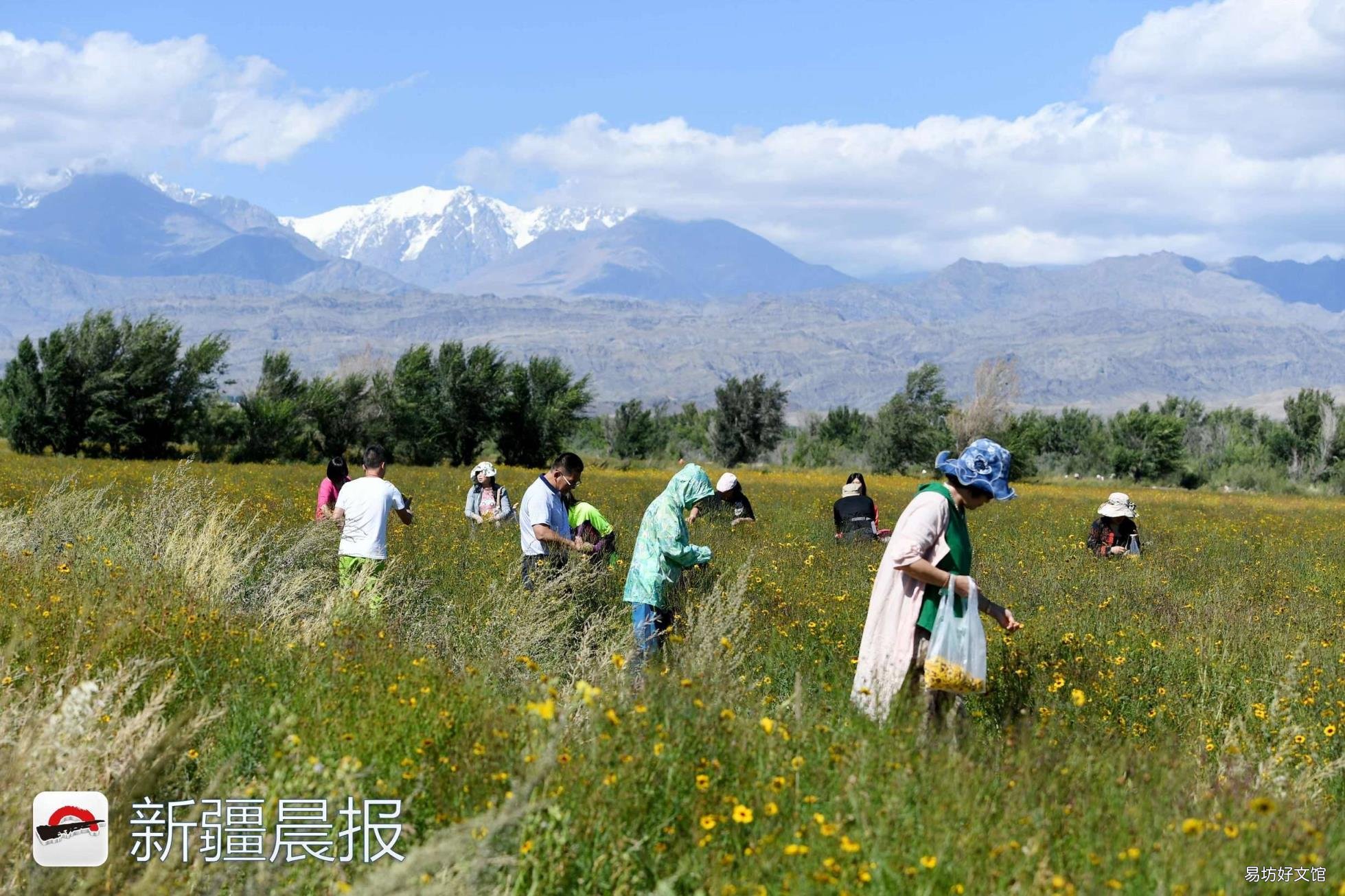 新疆达坂城金灿灿的雪菊花海等你来采摘 新疆雪菊