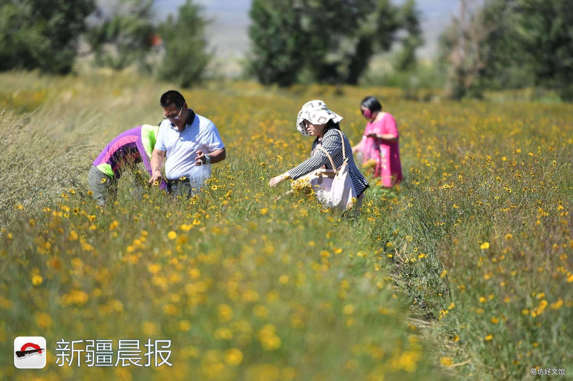 新疆达坂城金灿灿的雪菊花海等你来采摘 新疆雪菊