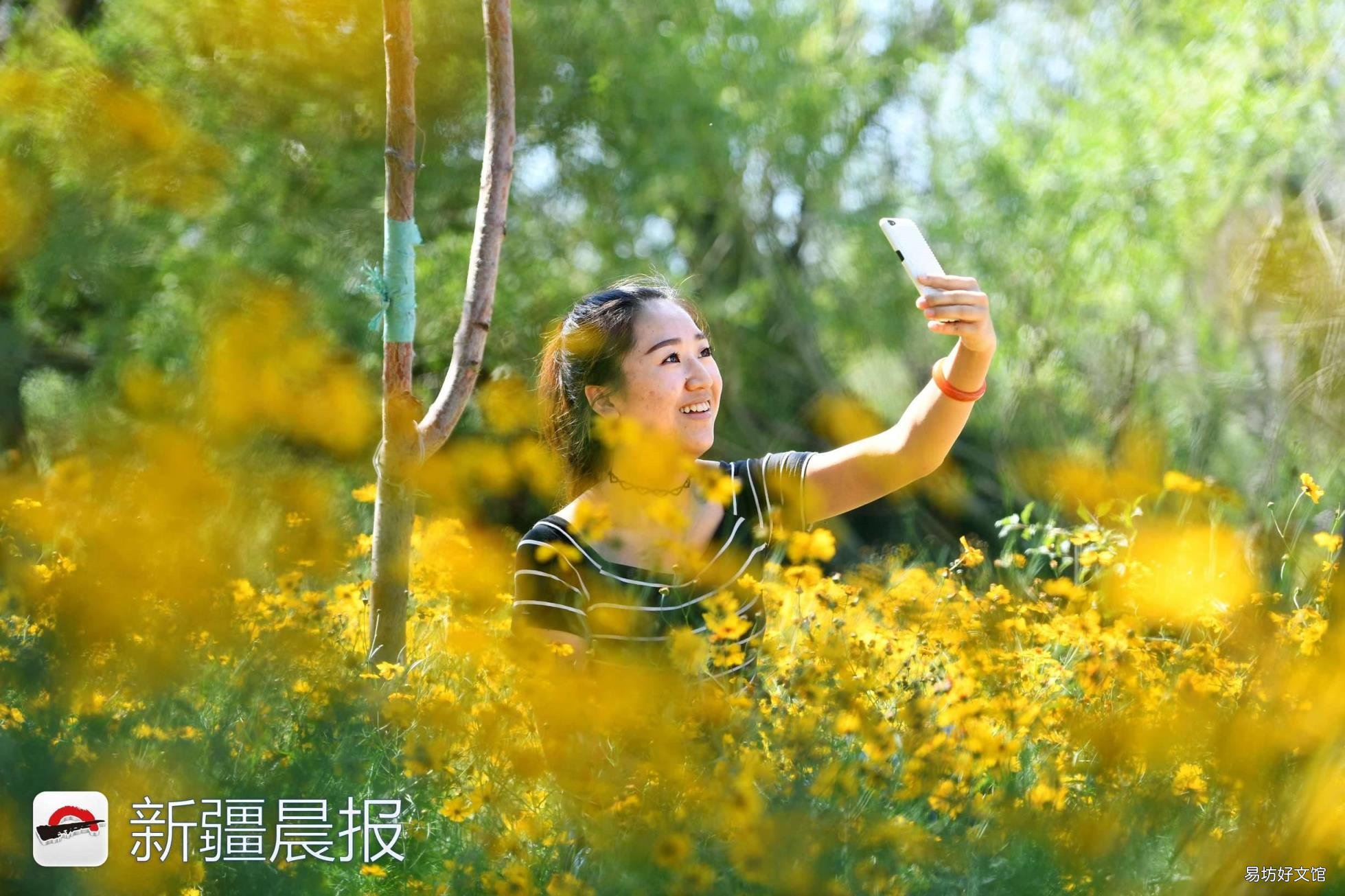 新疆达坂城金灿灿的雪菊花海等你来采摘 新疆雪菊