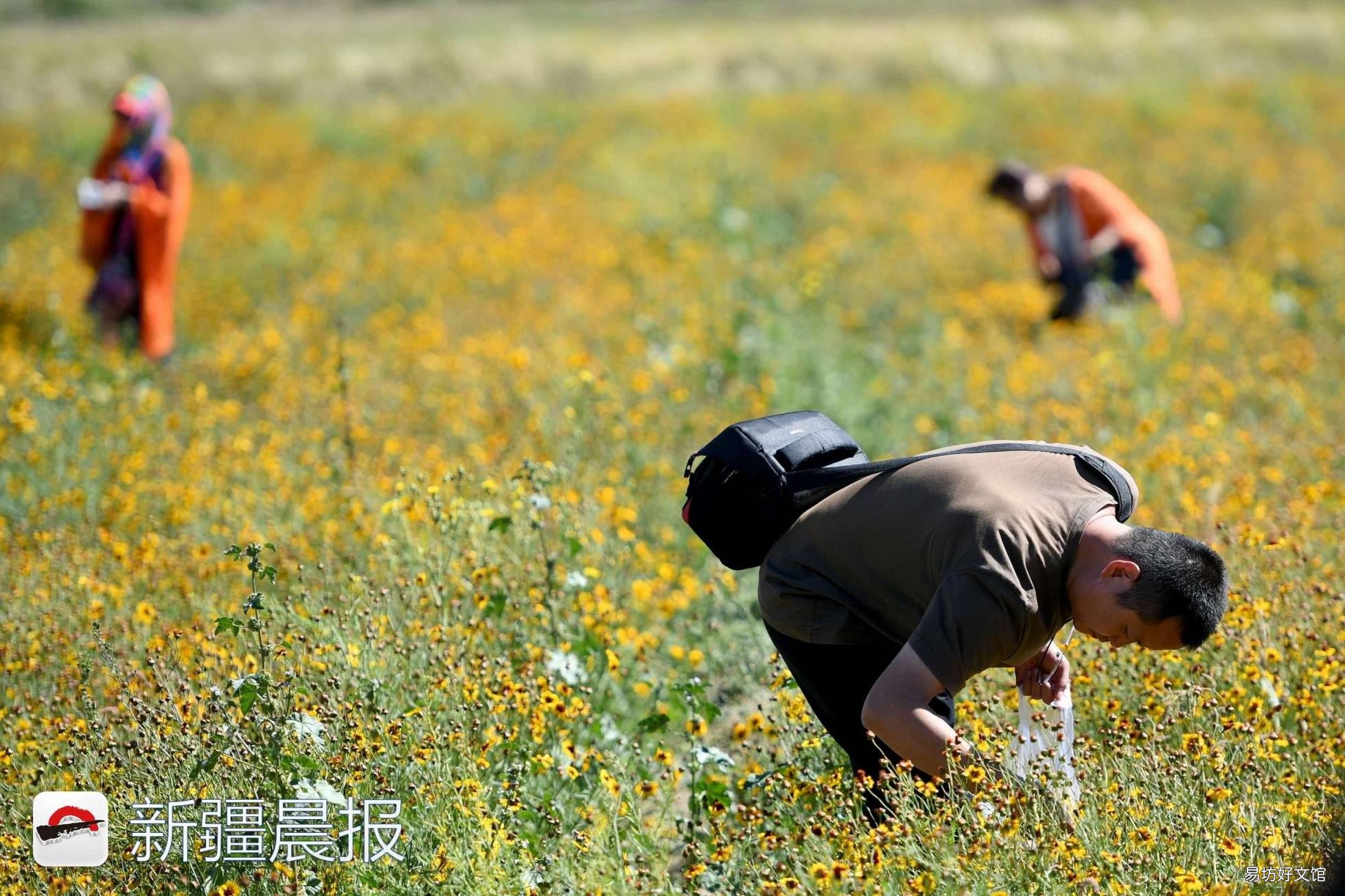 新疆达坂城金灿灿的雪菊花海等你来采摘 新疆雪菊
