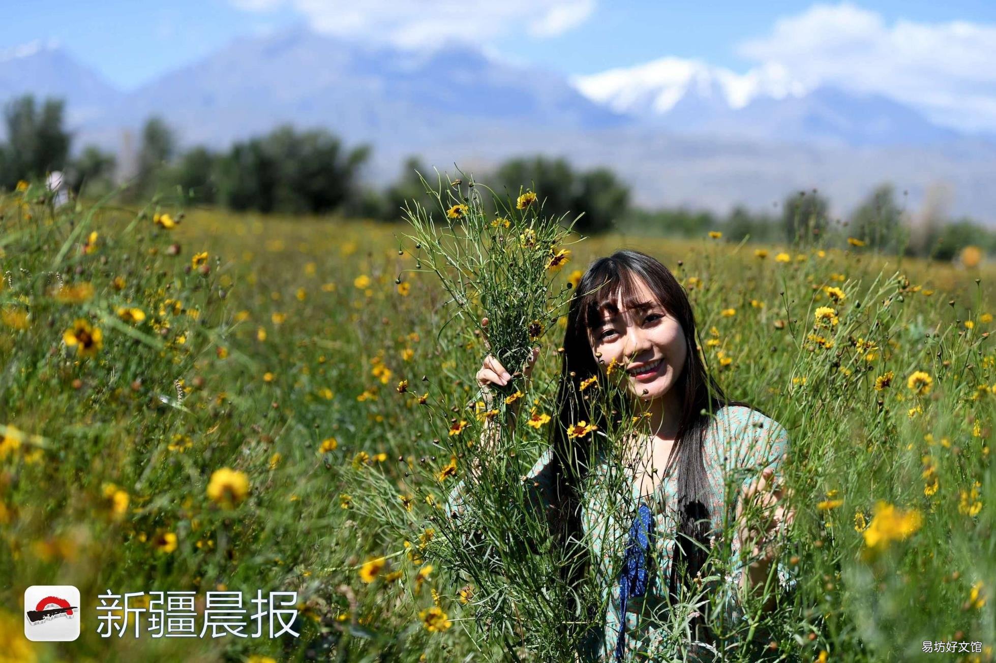 新疆达坂城金灿灿的雪菊花海等你来采摘 新疆雪菊