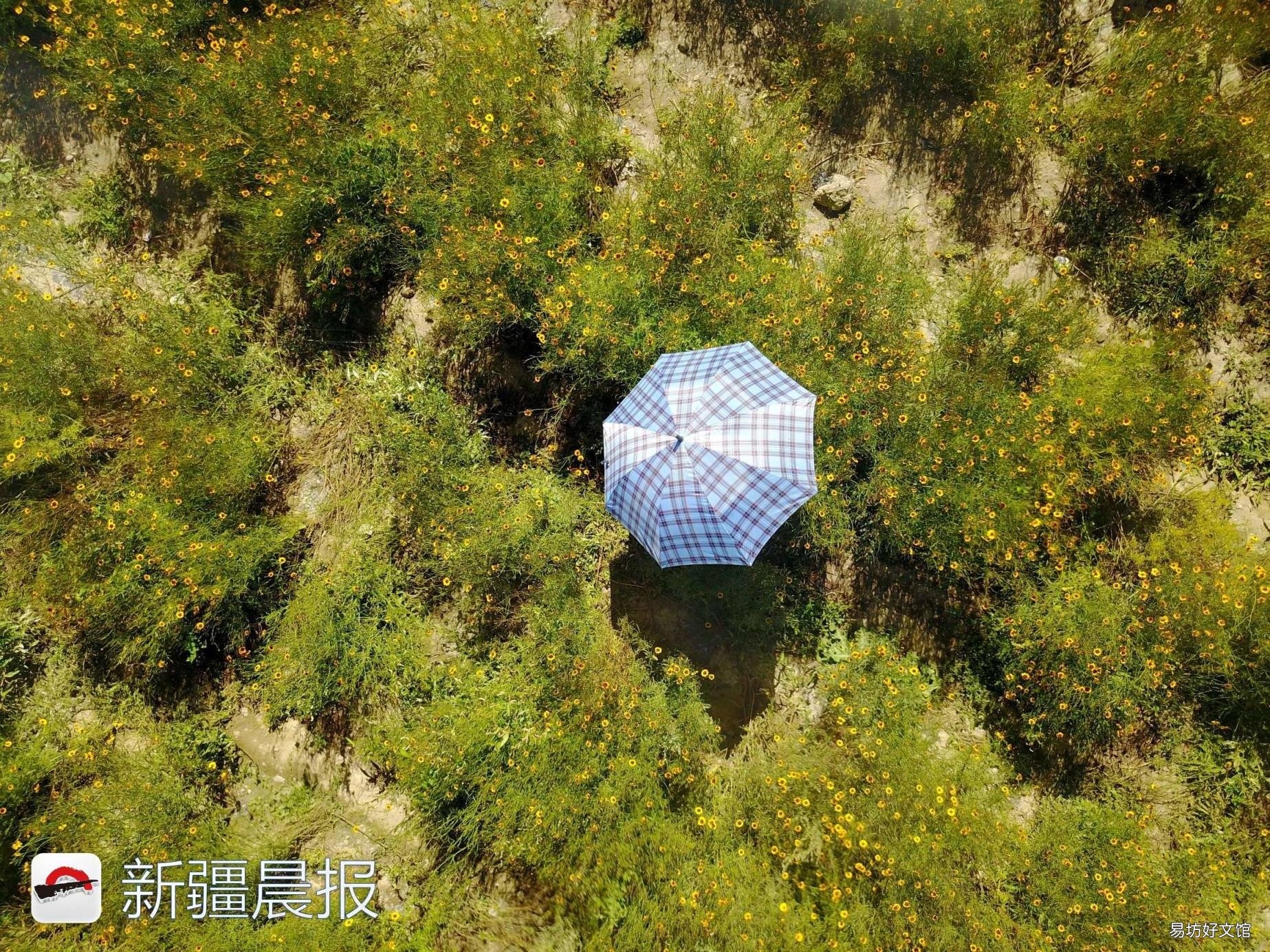 新疆达坂城金灿灿的雪菊花海等你来采摘 新疆雪菊