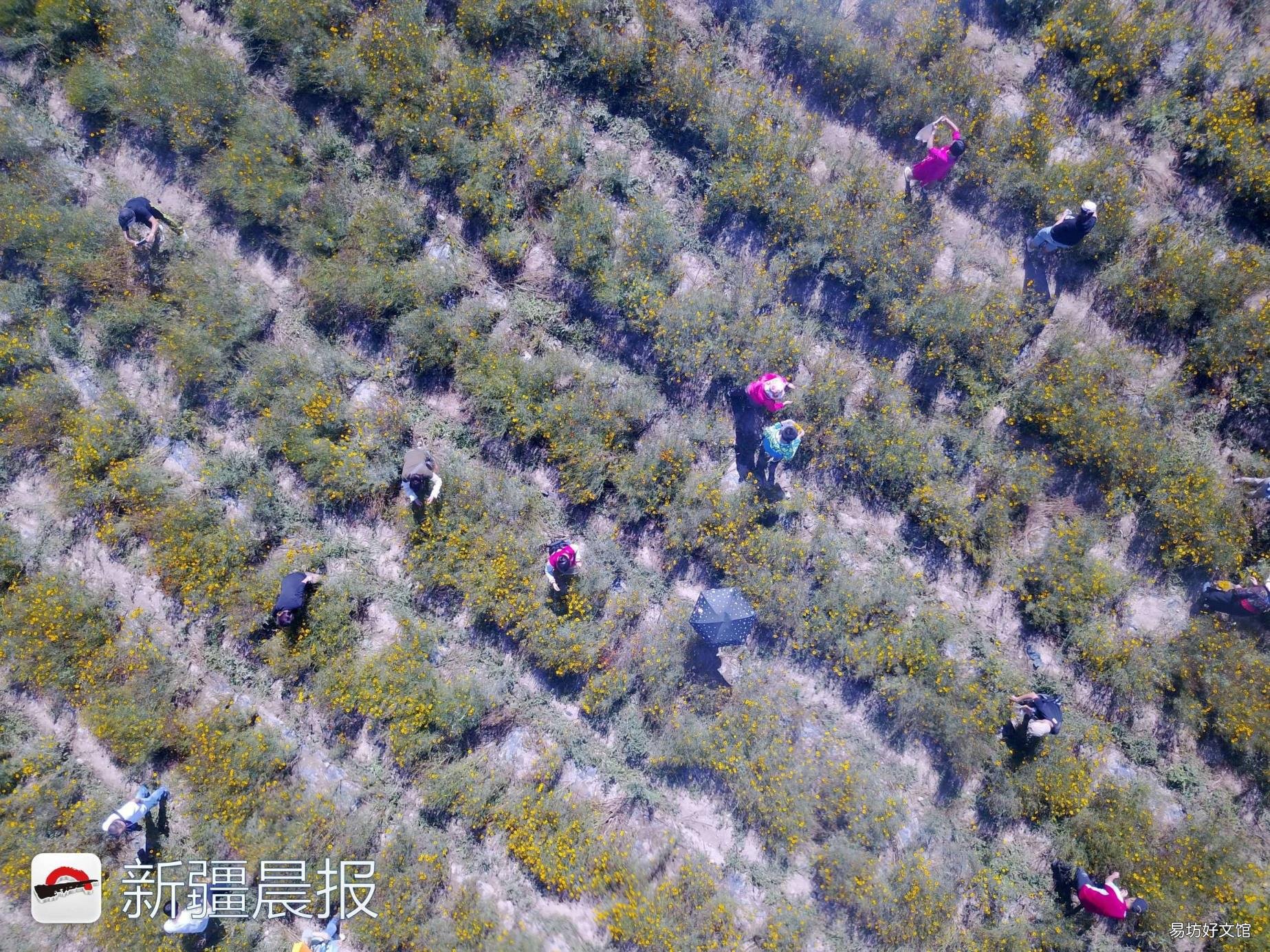 新疆达坂城金灿灿的雪菊花海等你来采摘 新疆雪菊