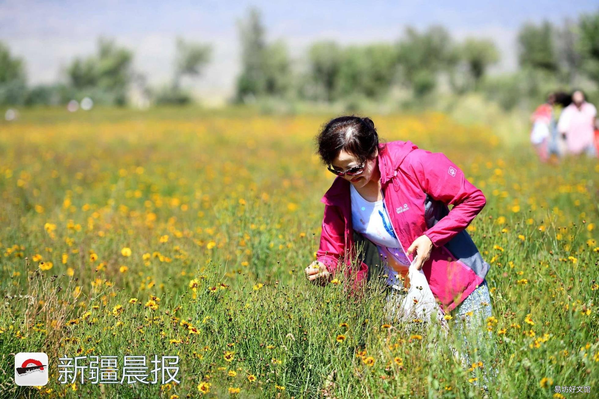 新疆达坂城金灿灿的雪菊花海等你来采摘 新疆雪菊