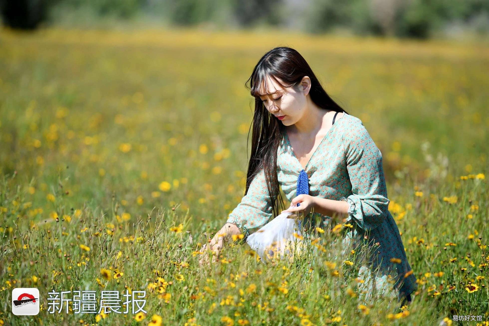 新疆达坂城金灿灿的雪菊花海等你来采摘 新疆雪菊