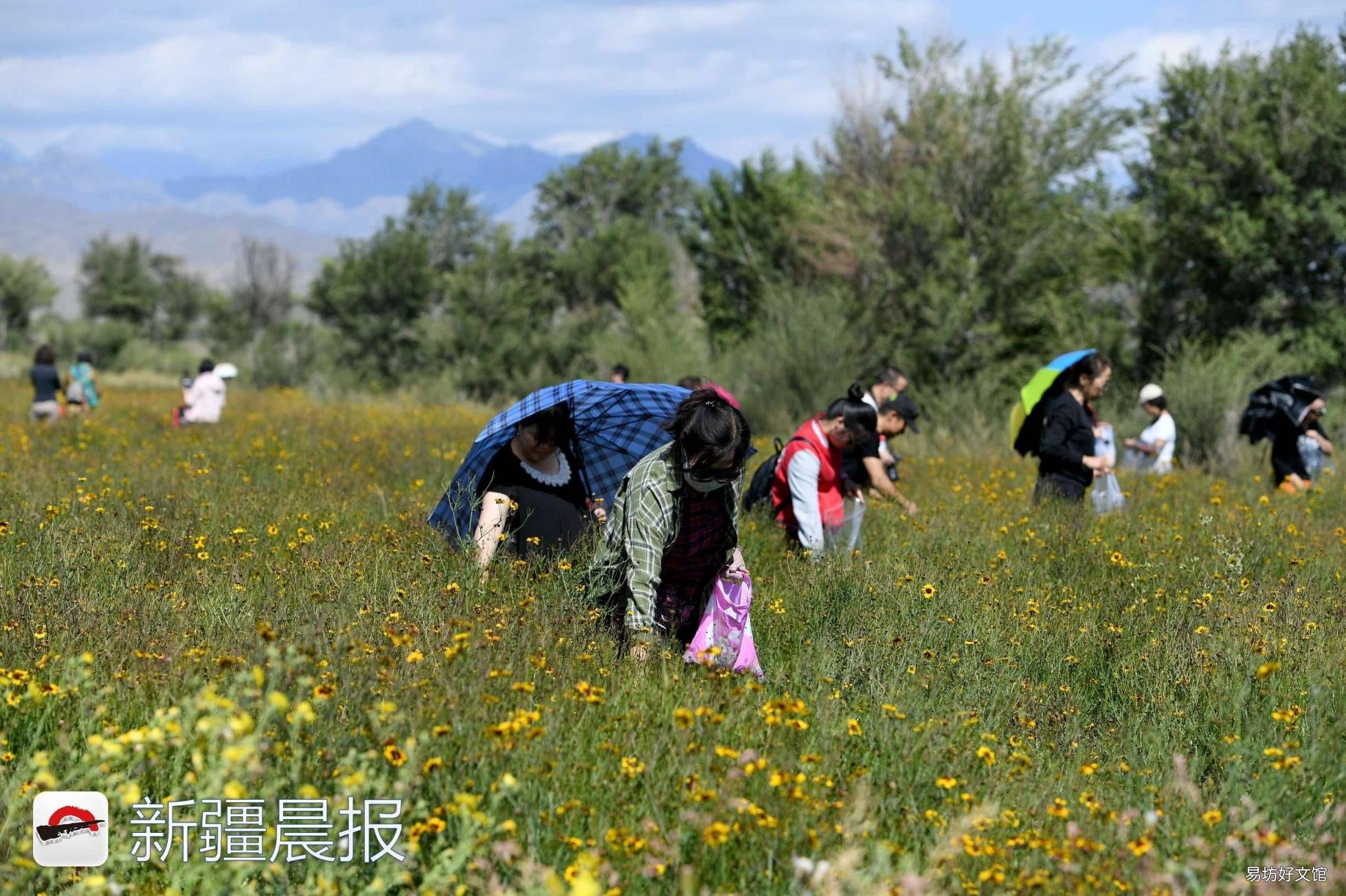 新疆达坂城金灿灿的雪菊花海等你来采摘 新疆雪菊