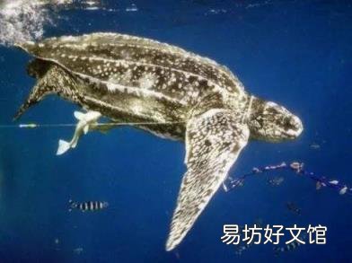 关于这些海底“巨人”们 你了解多少? 得不到的永远在骚动 歌词