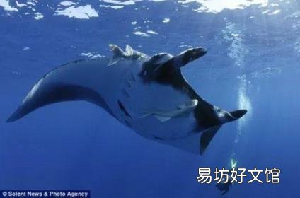 关于这些海底“巨人”们 你了解多少? 得不到的永远在骚动 歌词