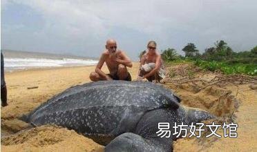 关于这些海底“巨人”们 你了解多少? 得不到的永远在骚动 歌词