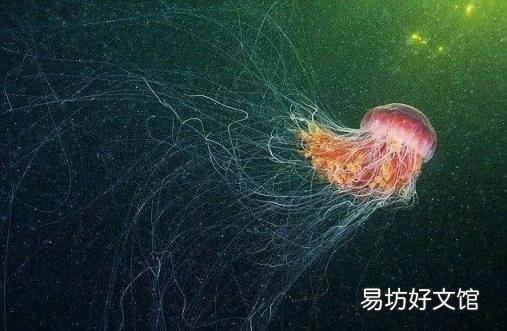 关于这些海底“巨人”们 你了解多少? 得不到的永远在骚动 歌词