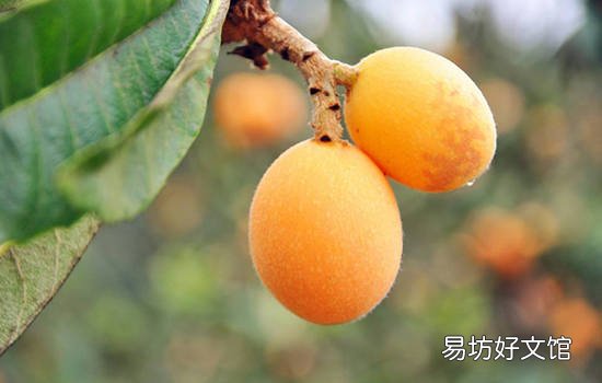 黄山有哪些特色水果 安徽黄山特产
