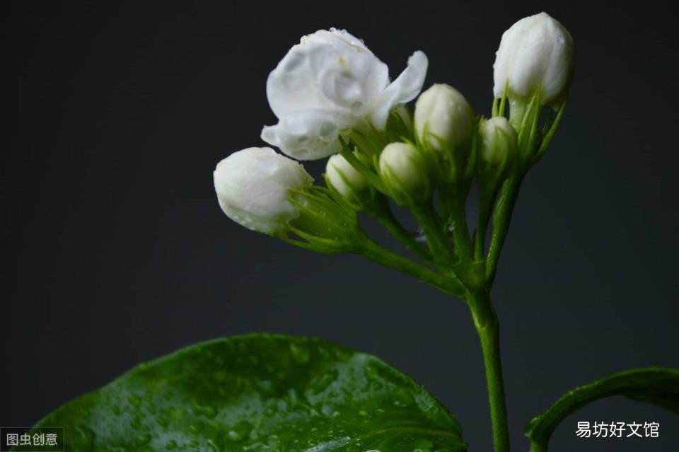 花朵为什么会散发香味? 花儿为什么这样香