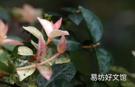 花叶焦边是什么原因