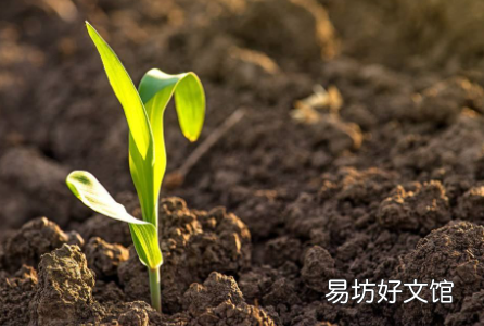 怎样让板结的土壤变松软
