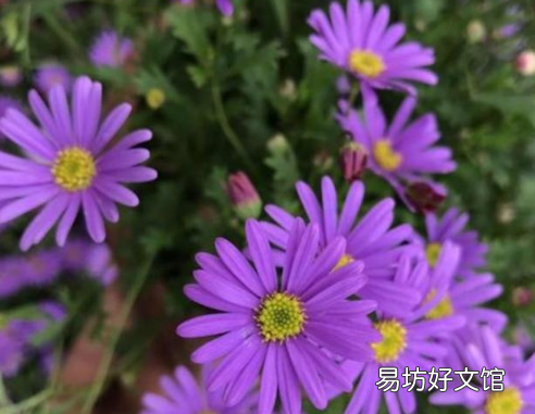 姬小菊徒長不開花是怎么回事