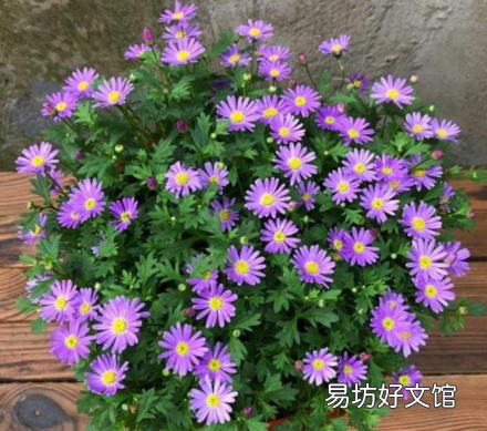 姬小菊徒長不開花是怎么回事