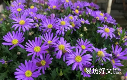 姬小菊徒長不開花是怎么回事