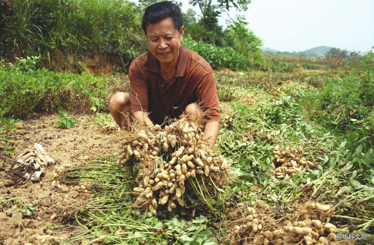 关于黑花生你了解有多少 花色苷