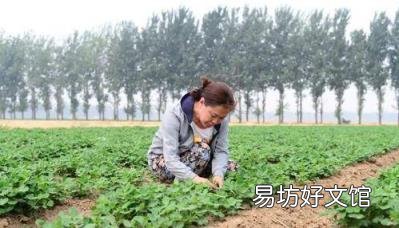 关于黑花生你了解有多少 花色苷