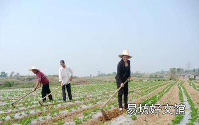 关于黑花生你了解有多少 花色苷