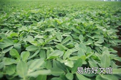 关于黑花生你了解有多少 花色苷