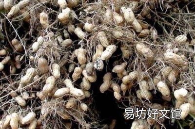 关于黑花生你了解有多少 花色苷