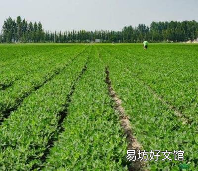 关于黑花生你了解有多少 花色苷