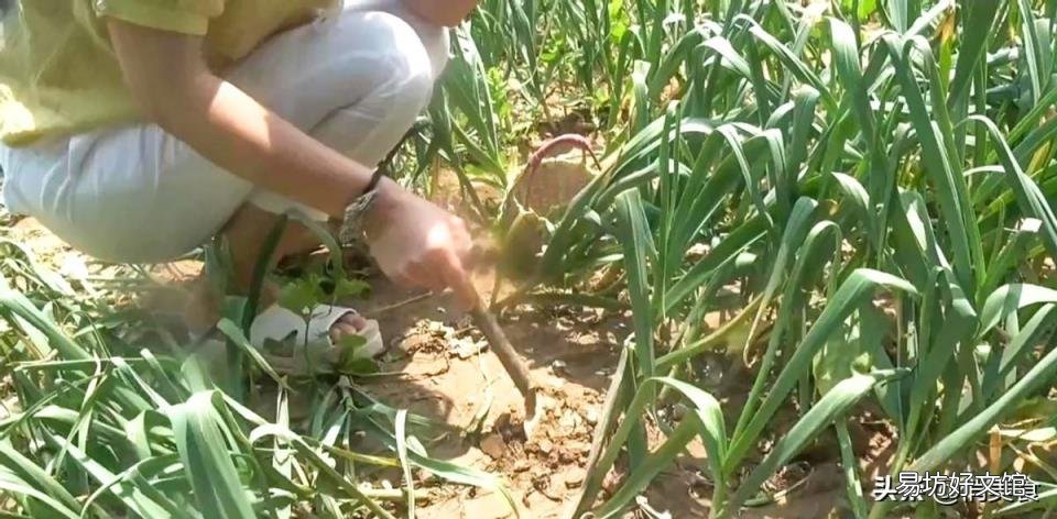 正宗糖醋蒜的腌制方法 糖醋蒜怎么腌制最好吃