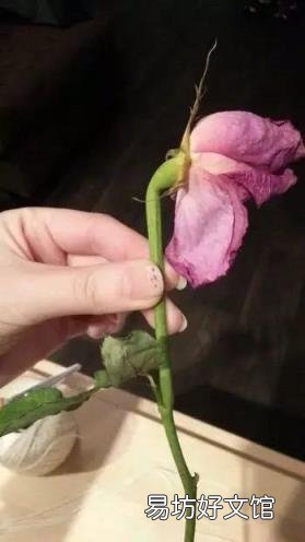 玫瑰干花制作方法 玫瑰干花