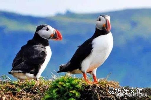 萌萌的海鹦 海鹦