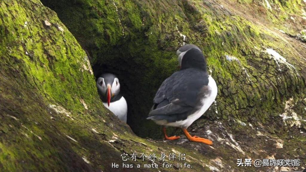 萌萌的海鹦 海鹦