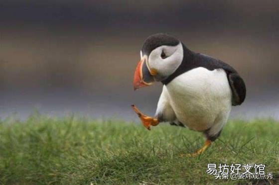萌萌的海鹦 海鹦