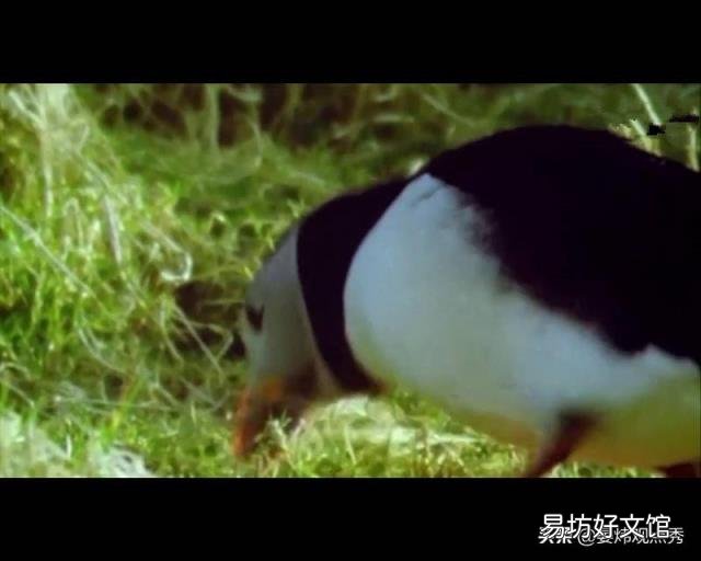 萌萌的海鹦 海鹦