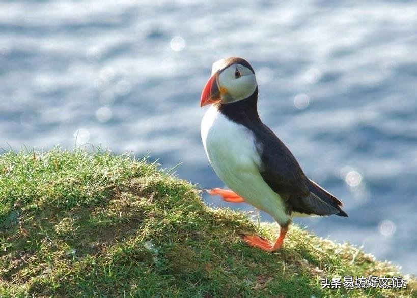 萌萌的海鹦 海鹦