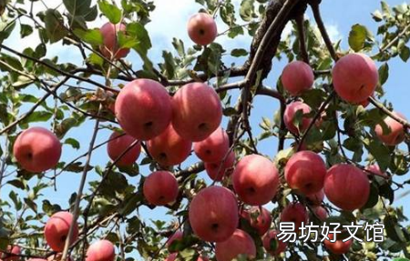 三九天能剪果树吗