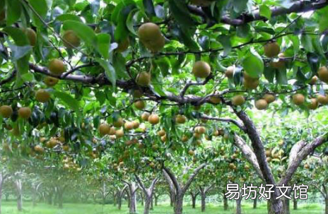 三九天能剪果树吗