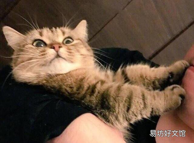 猫取名招财又吉利的名字(猫取名推荐)