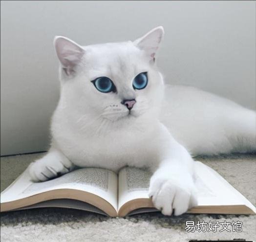 猫取名招财又吉利的名字(猫取名推荐)
