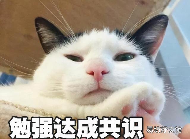 猫取名招财又吉利的名字(猫取名推荐)