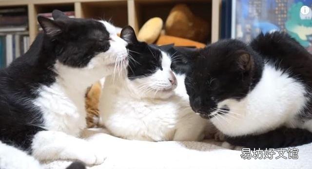 猫取名招财又吉利的名字(猫取名推荐)